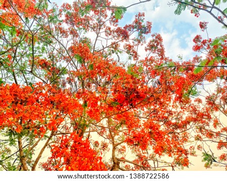Background of the orange flame flower on the branches and green leaves, the backdrop is the sky.
