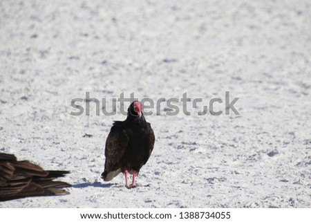 Turkey vulture on the beach.