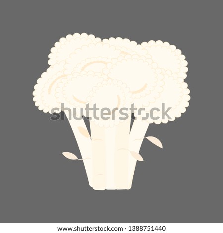 Cauliflower vegetable illustration on the gray background. Vector illustration