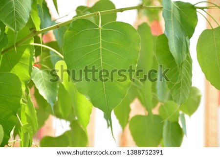 Bodhi Tree green leaf background