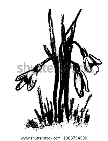 drawing picture, primrose delicate white flowers of a snowdrop among grass and snow in spring, sketch by hand drawn by charcoal vector illustration