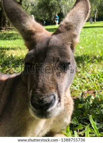 Such a beautiful old grey face of a kangaroo resting and soaking up the sunshine
