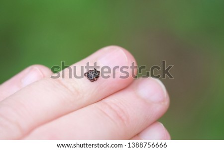 insect tick on human hand close up. dangerous encephalitis infected tick parasite. Encephalitis virus or Lyme Disease