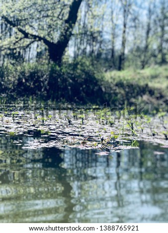 Spring lake flora in czech republic