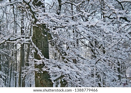 Beautiful winter landscape snow on the trees