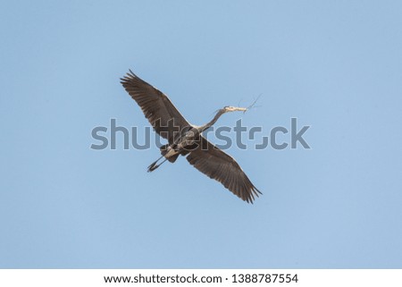great blue heron with nesting material  at Delta BC Canada