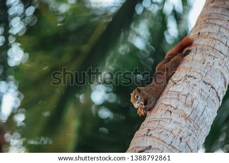 Squirrel eats a nut and lies on a palm tree