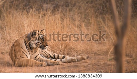 Tiger as seen during wildlife safari