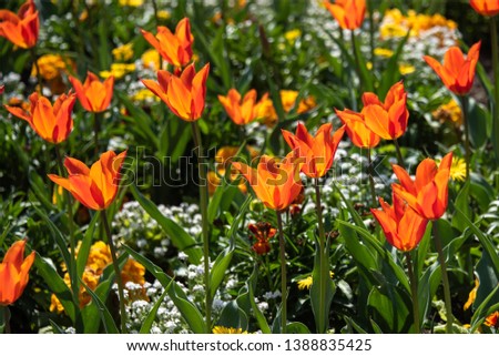 tulips in the garden of Luxembourg at Paris