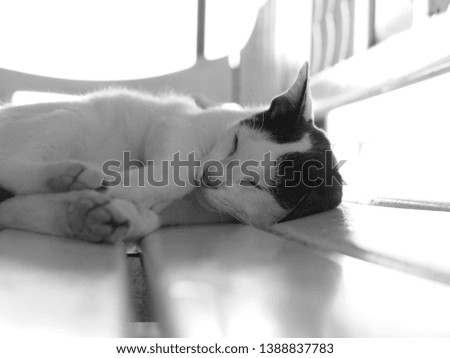 Sleeping kitty cat in black and white in vintage style photo