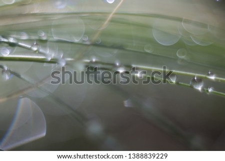 abstract green background with highlights, a blade of grass with dew, bokeh