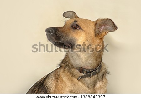 purebred dog pooch on a white background in the studio