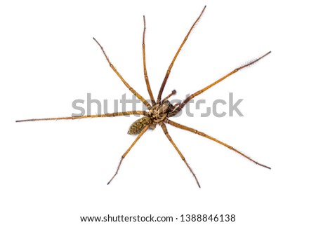 Giant house spider (Eratigena atrica) top down view of arachnid with long hairy legs isolated on white background Royalty-Free Stock Photo #1388846138