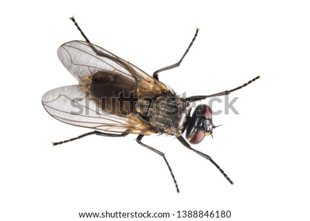 Housefly (Musca domestica) isolated on white background. Top down view of house fly from above. Royalty-Free Stock Photo #1388846180