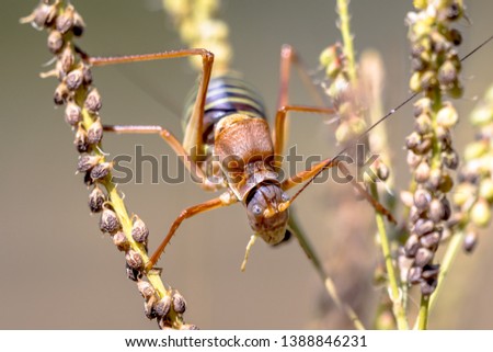 Famous Saddle-backed bush cricket (Ephippiger ephippiger). This distinctive grasshopper is found in all of Europe except the British Isles. It is known as biological pest control repellent.