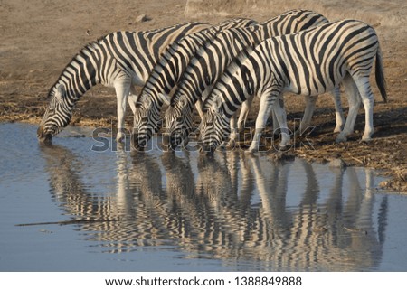 Burchell's zebra (Equus quagga), Etosha National Park, Namibia.