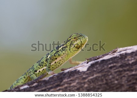 Common Chameleon (Chamaeleo chamaeleon), Etosha National Park, Namibia.