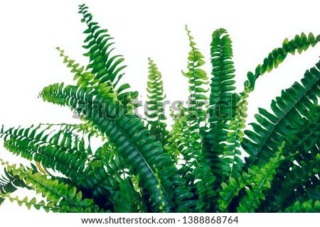 Studio photo shoot of a Nephrolepis exaltata "Boston fern", on a white background with copy space.