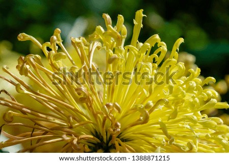 Flower - Dahlia Dreams. Beautiful chrysanthemum flower, against a blur background.