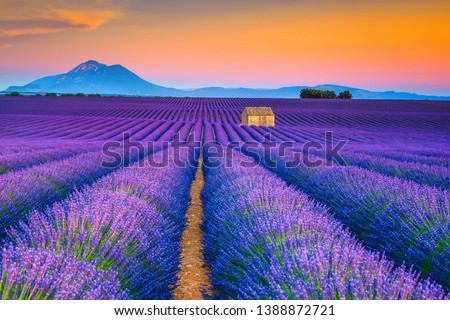 Picturesque summer nature landscape and agriculture area. Popular travel and photography place with beautiful purple lavender fields at sunset, Valensole, Provence, France, Europe