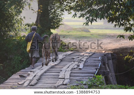 People and cows on a wooden bridge landscape.
