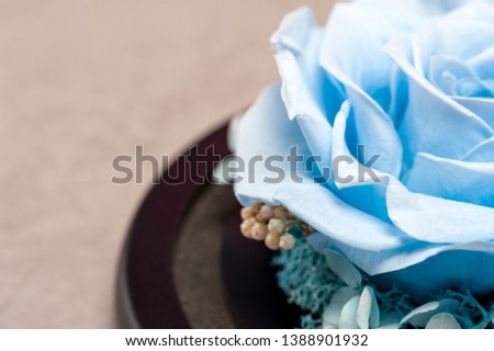 Close up macro shot of blue articial rose. Petals of fresh rose colored in light blue color. Floral decorative elements for bouquets