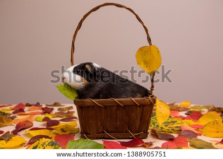 Guinea pig in basket with colorful autumn leaves