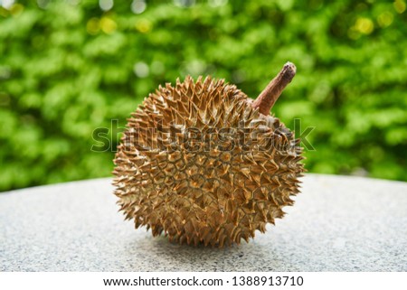 Detailed Picture on the riped durian fruit,  Durio zibethinus, on the stone table, outdoor in the garden. Fruit of several tree species belonging to the genus Durio, Durian, pronouns as King of Fruits