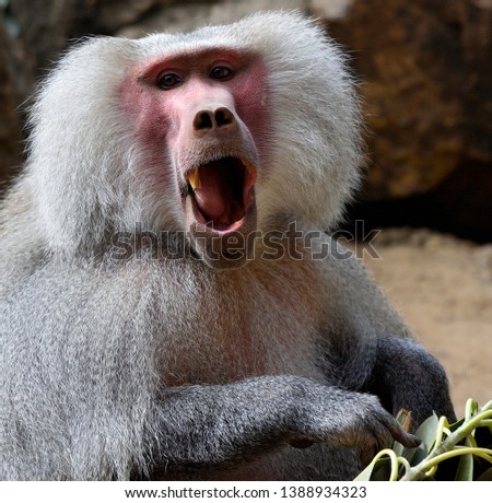 Baboon male close up eating