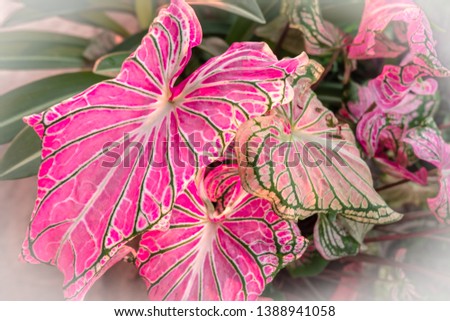 Caladium bicolor or Queen of the leafy plants