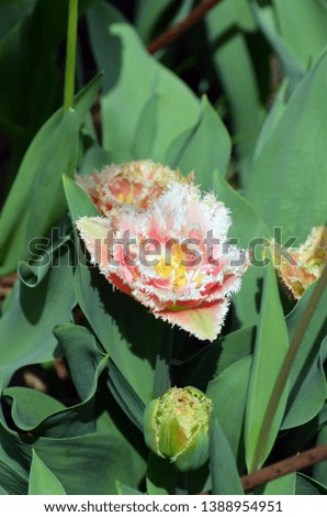 Fresh tulip in garden.Spring blurred background