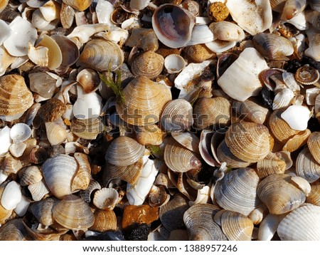 Abstract seashells background. Background with a pastel assortment of shells.
