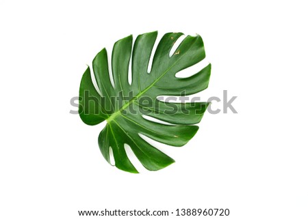 A green leaf, Monstera leaves With Isolate On White background, Minimal work space, Concept Flat lay and top view