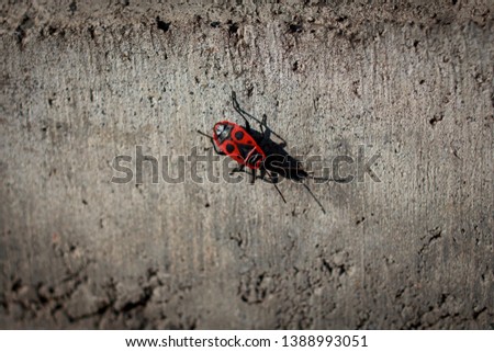 Pyrrhocoris apterus from family of Pyrrhocoridae is basking on the concrete in sunny day. Picture was took with natural light.