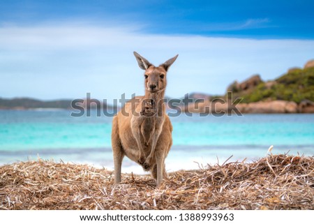 Kangaroo 0n the Lucky beach western Australia, Perth