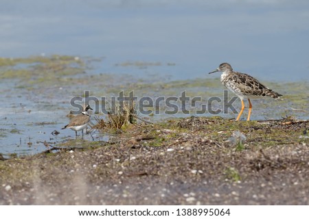  A ruff (Calidris pugnax) and a little ringed plover  (Charadrius dubius) stsnds together on the shore