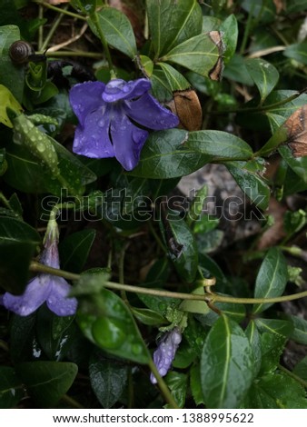 Violet color flower blossom in dense green grass in April 2019. After the rain in a forest