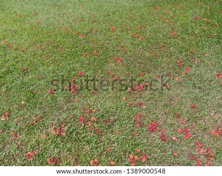 The background of the orange guinea flower falls on the green grass.