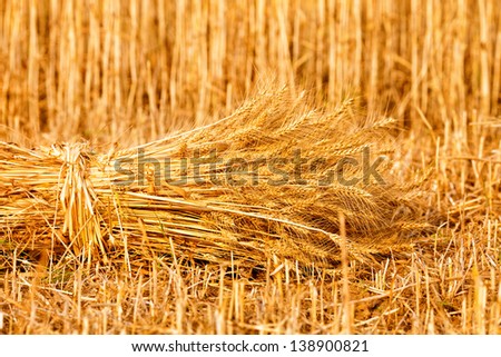 sheaf of golden wheat
