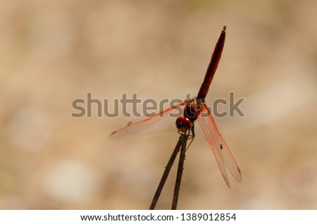A picture of beautiful dragonfly