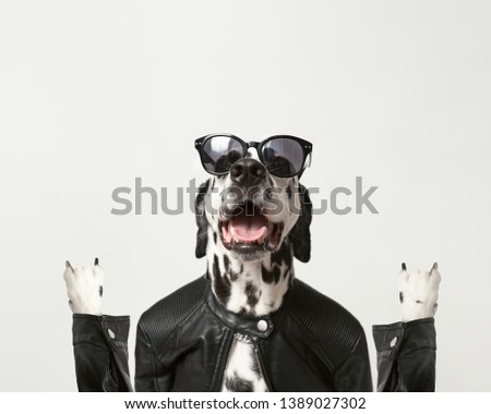 Dalmatian dog dressed up in black jacket with dark sunglasses on white background. Rocker dog. Horns, Rock gesture. Copy space