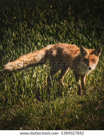 Fox directly looking into camera. Standing on a medow.