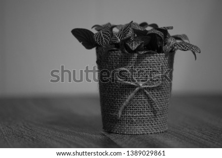 black image flowerpot for background.