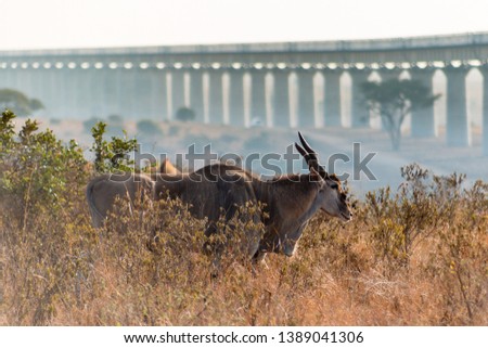 eland in the plains of africa with the city