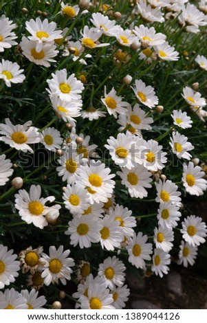Flowering of daisies. Oxeye daisy, Leucanthemum vulgare, Daisies, Dox-eye, Common daisy, Dog daisy, Moon daisy.