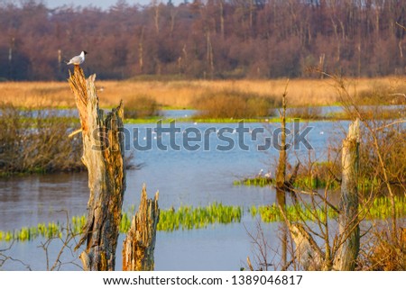 spring in a bird reserve in near Kolobrzeg, Poland