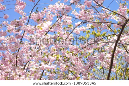 Cherry tree branches with light pink blossom flowers 