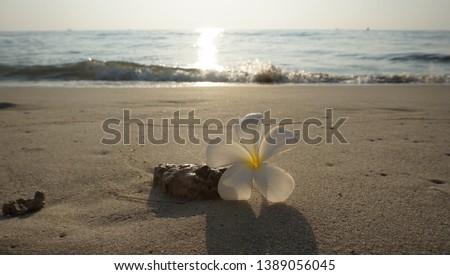 white flowers in the sea beach and blue sky in Huahin Thailand