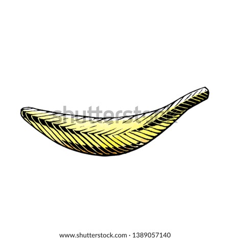 Illustration of a Scratchboard Style Ink and Watercolor Drawing of a Banana