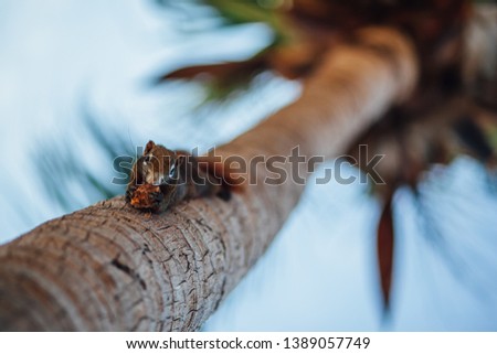 
Squirrel sunbathes on a palm tree and chews on a nut. Eternal summer in summer